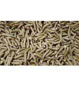 Penne semolinovo-tekvicové 500g